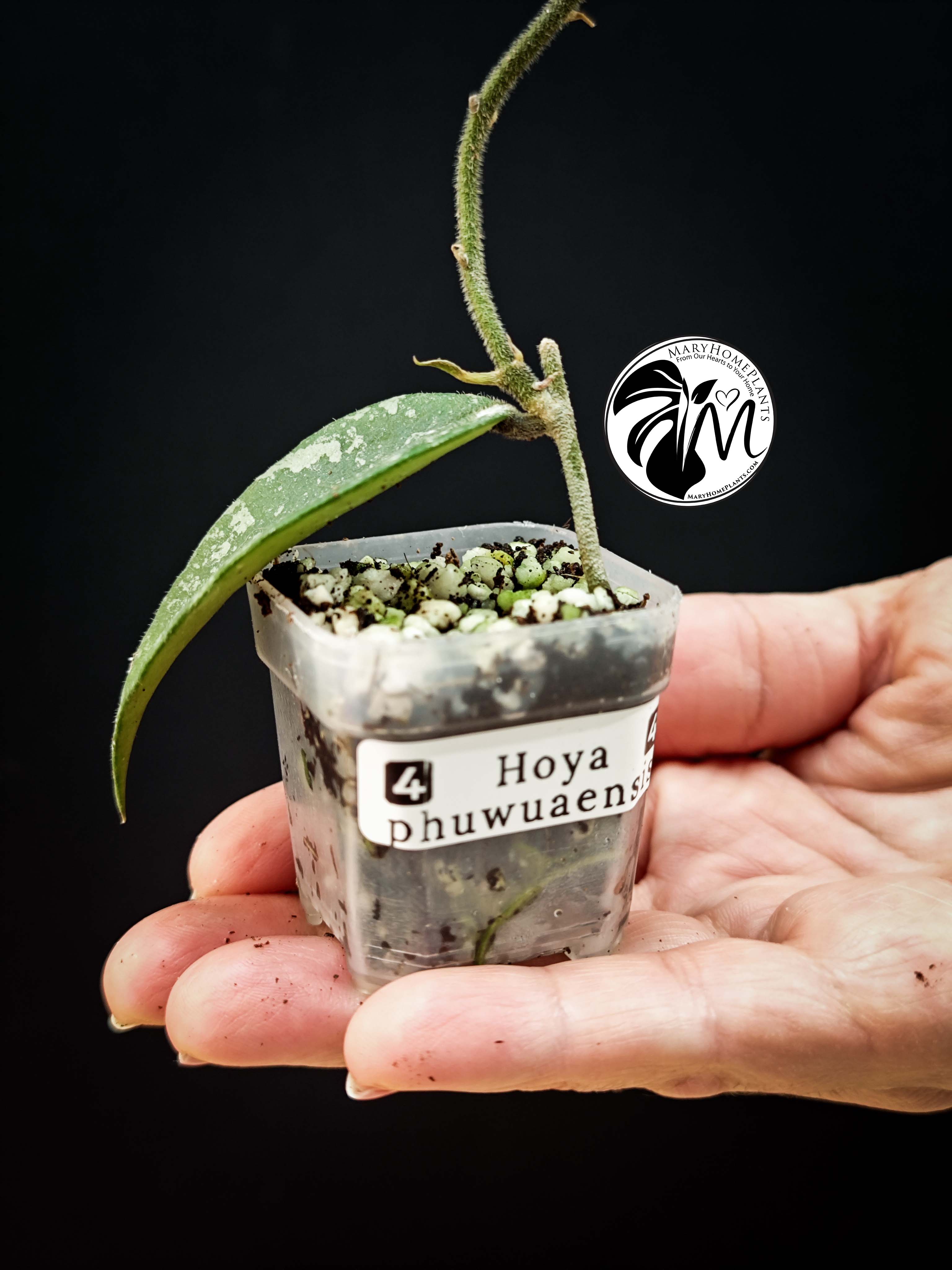 hoya phuwuaensis (copy)