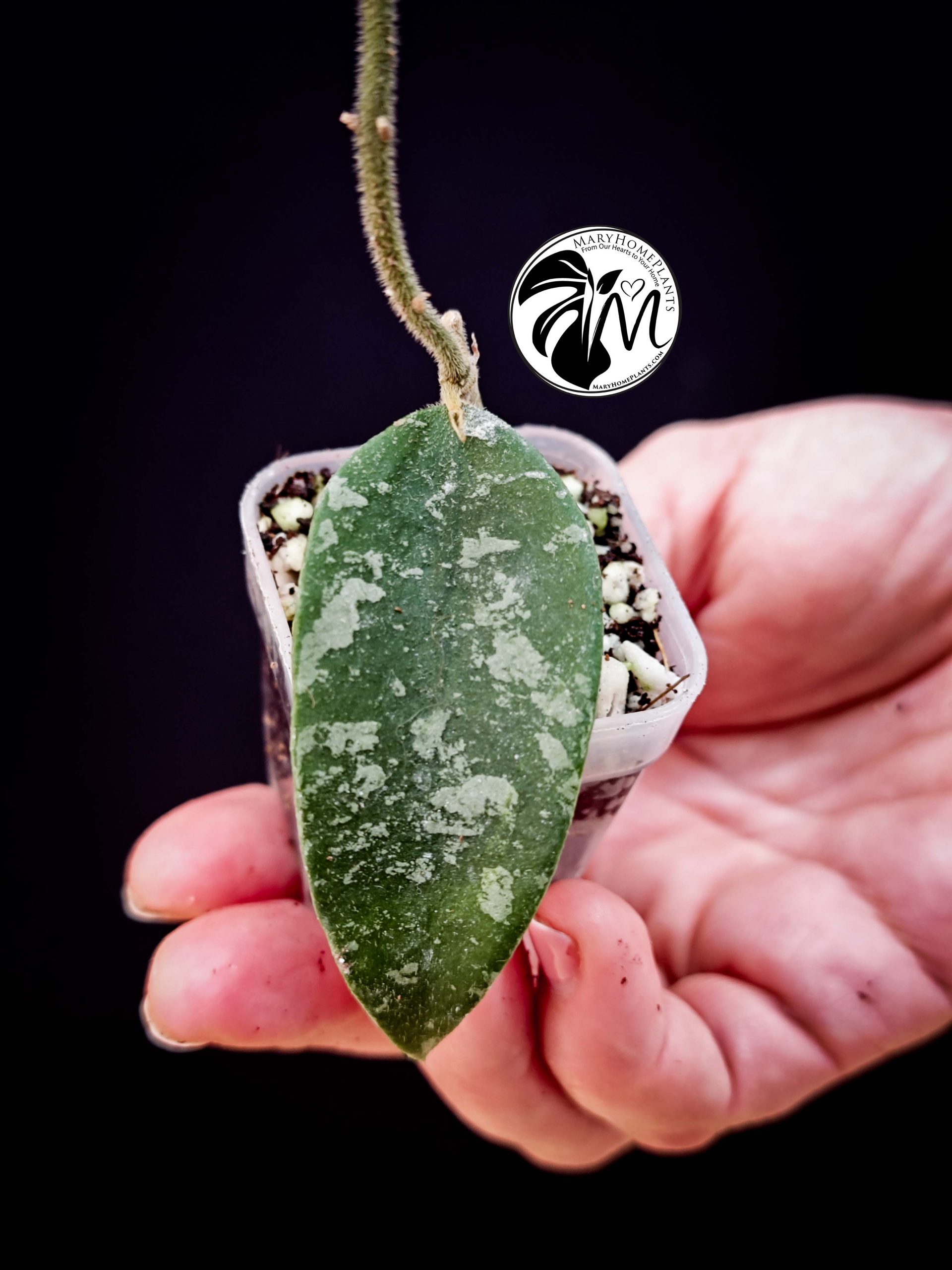 hoya phuwuaensis (copy)