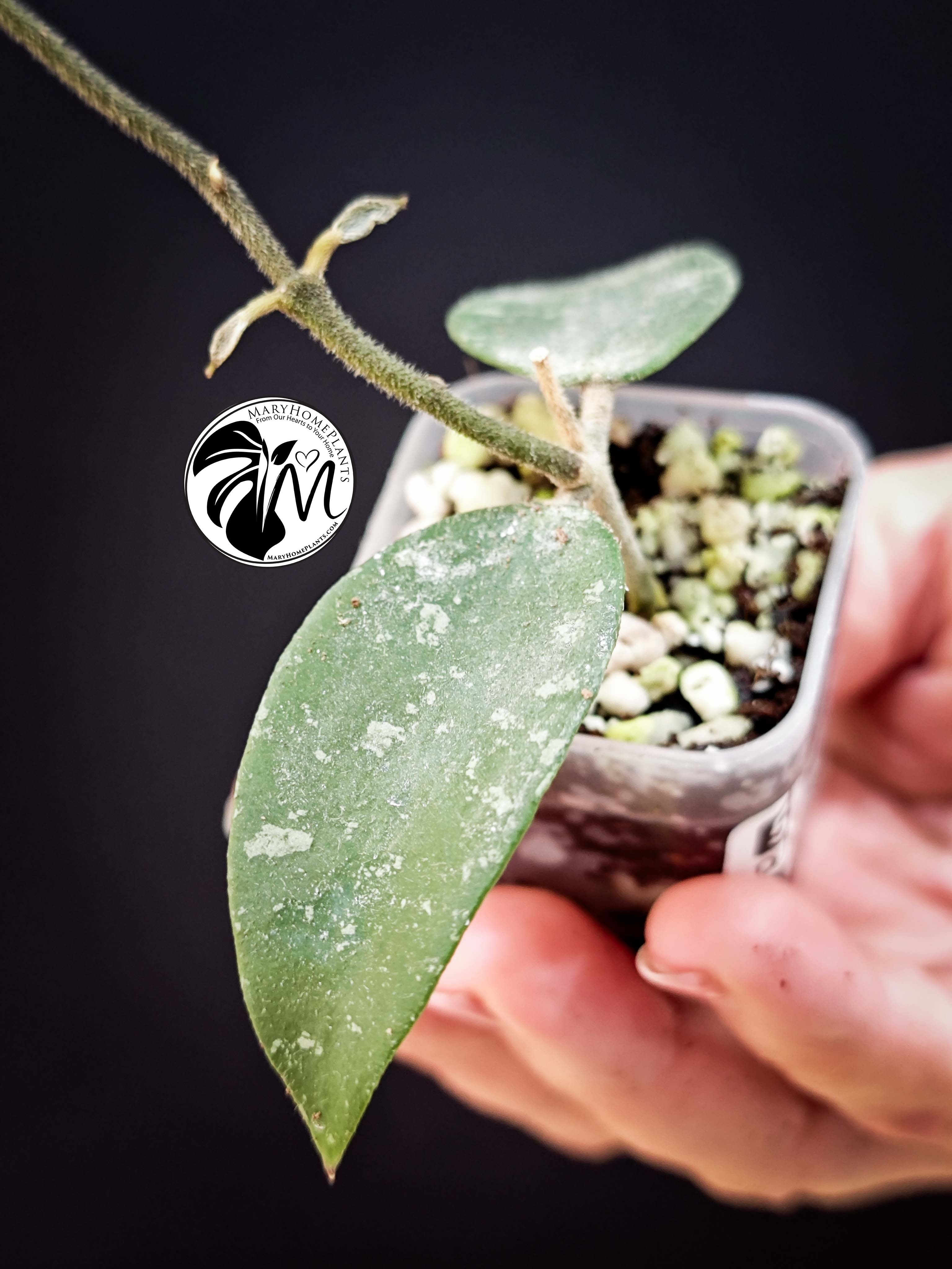 hoya phuwuaensis (copy)