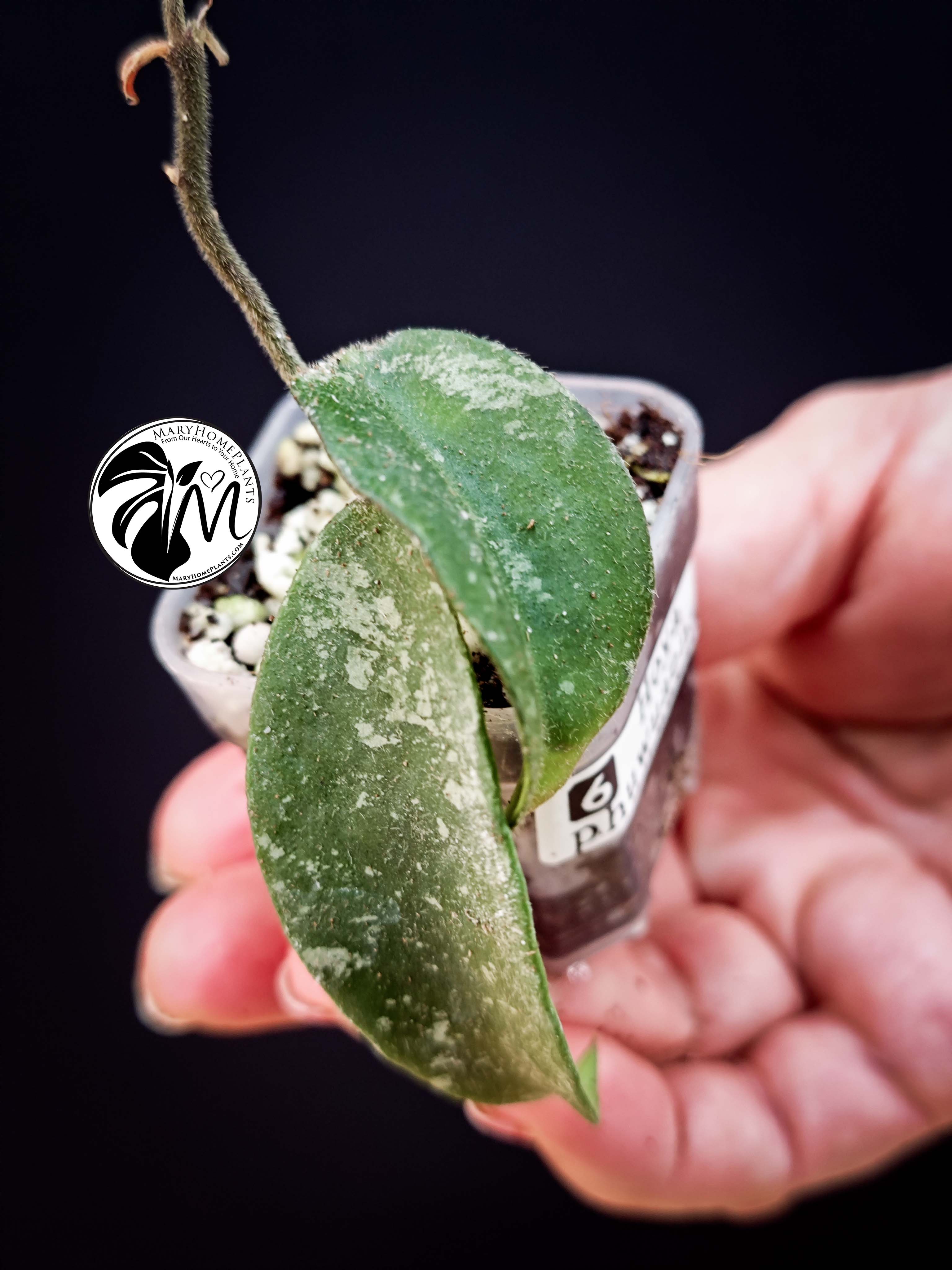 hoya phuwuaensis (copy)