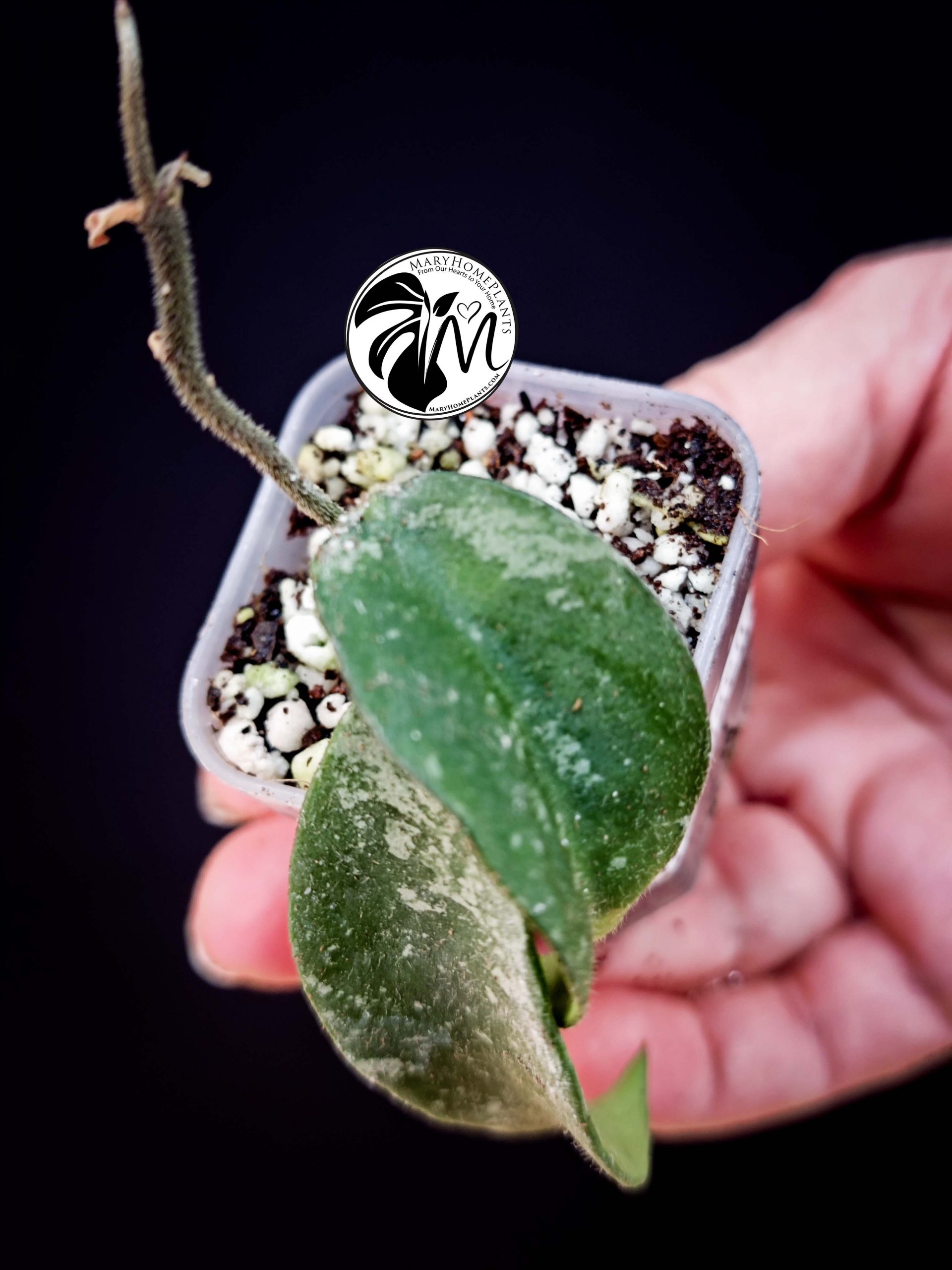 hoya phuwuaensis (copy)