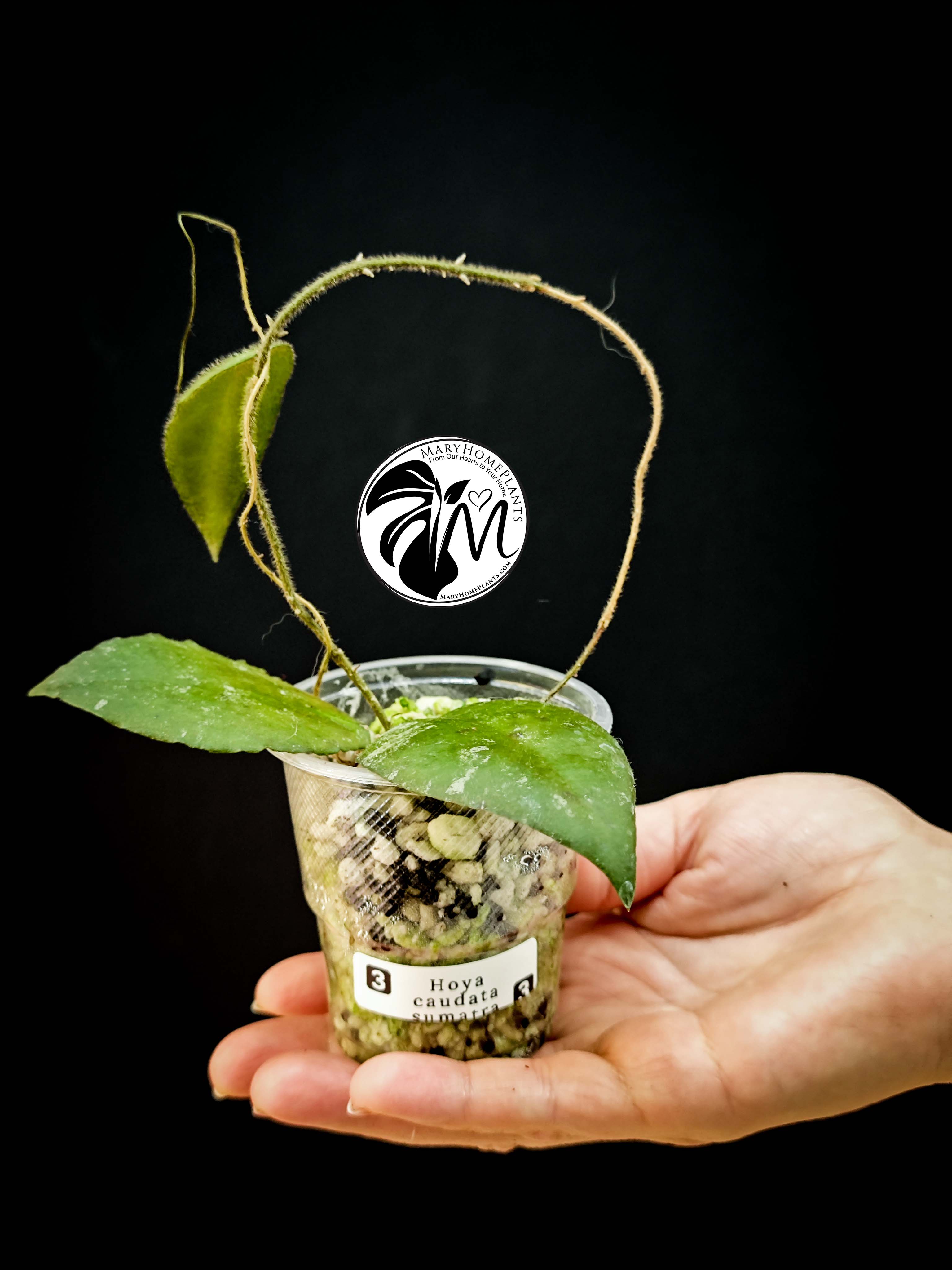 hoya caudata sumatra (copy)