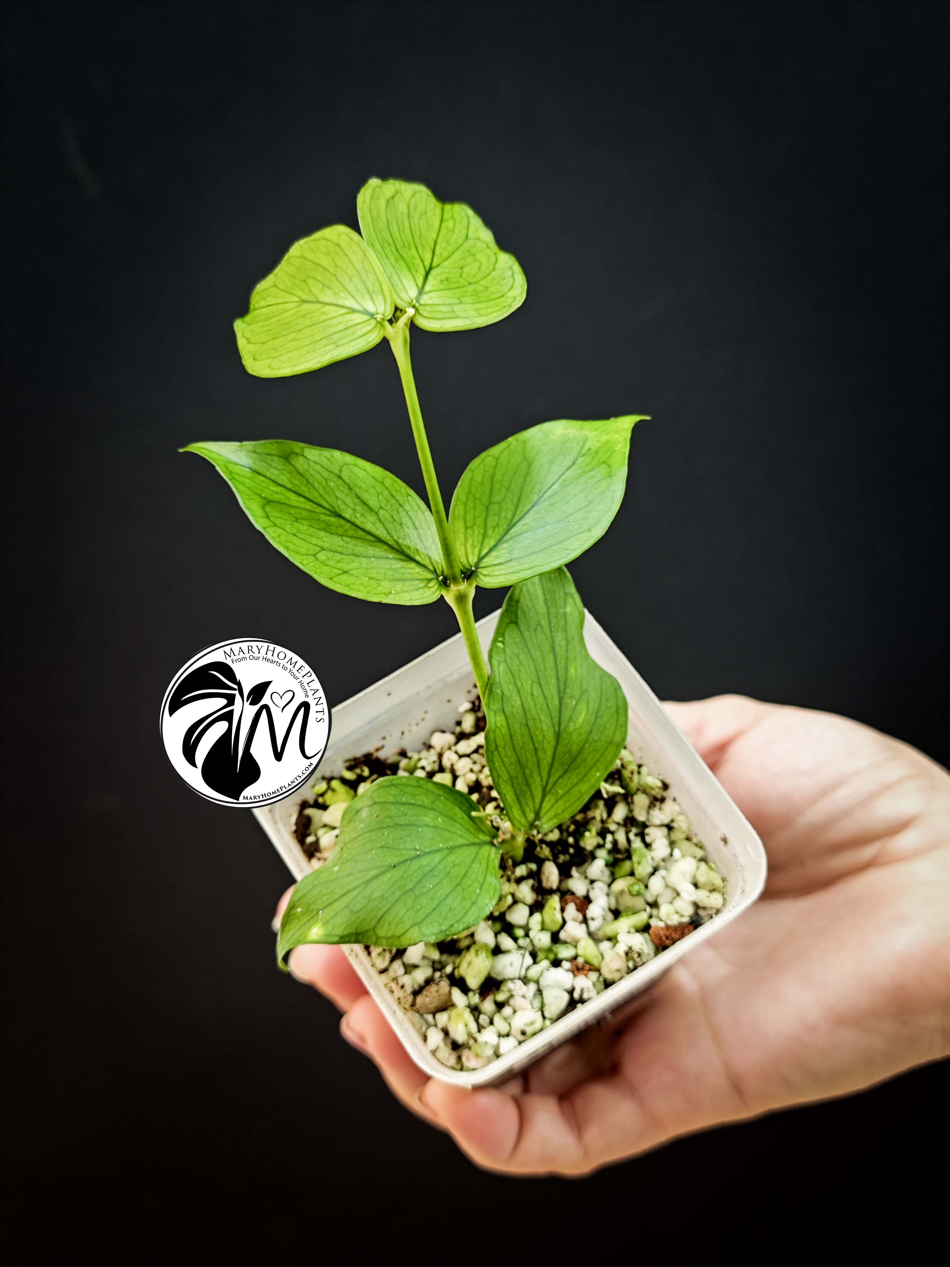 hoya caudata sumatra (copy)