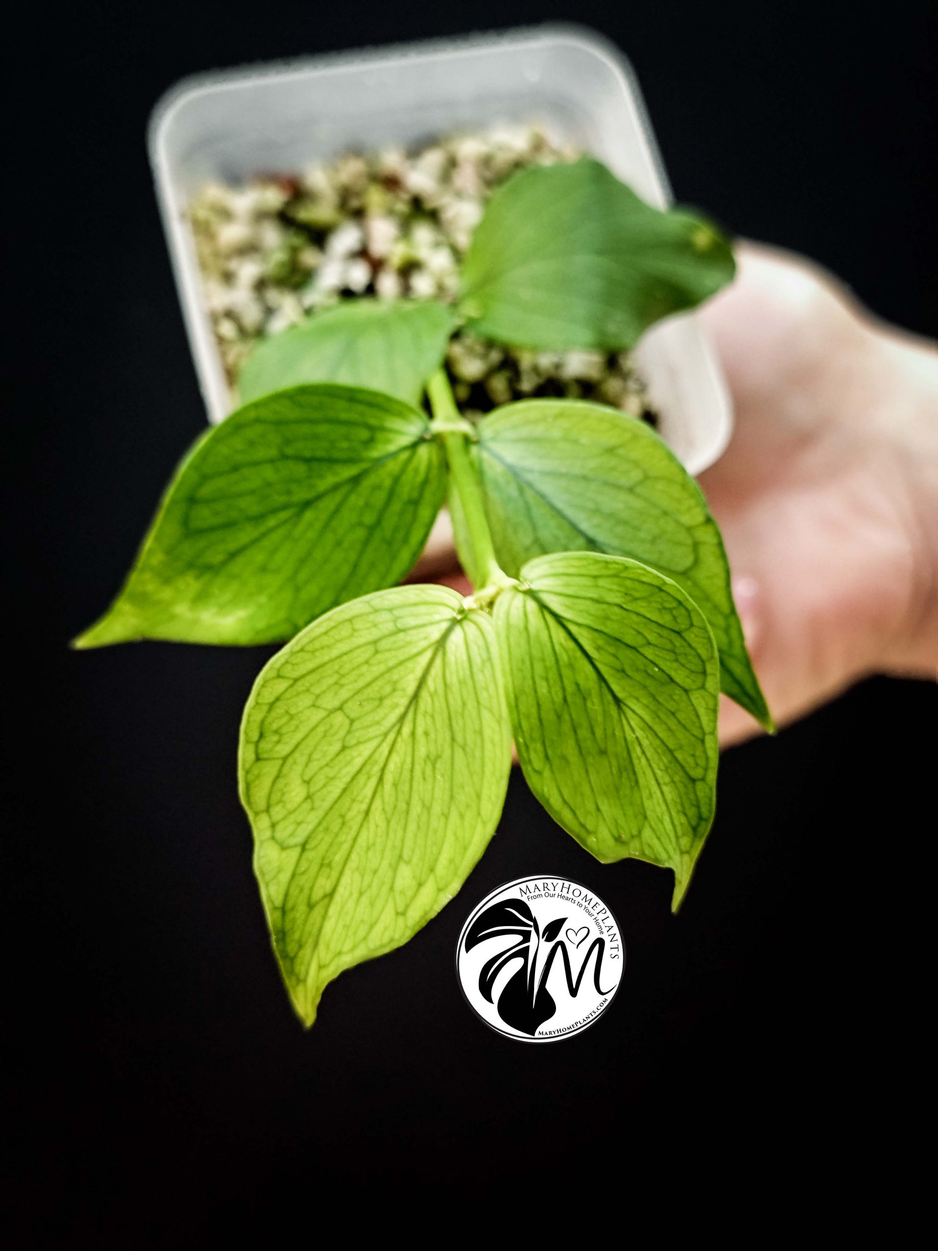 hoya caudata sumatra (copy)