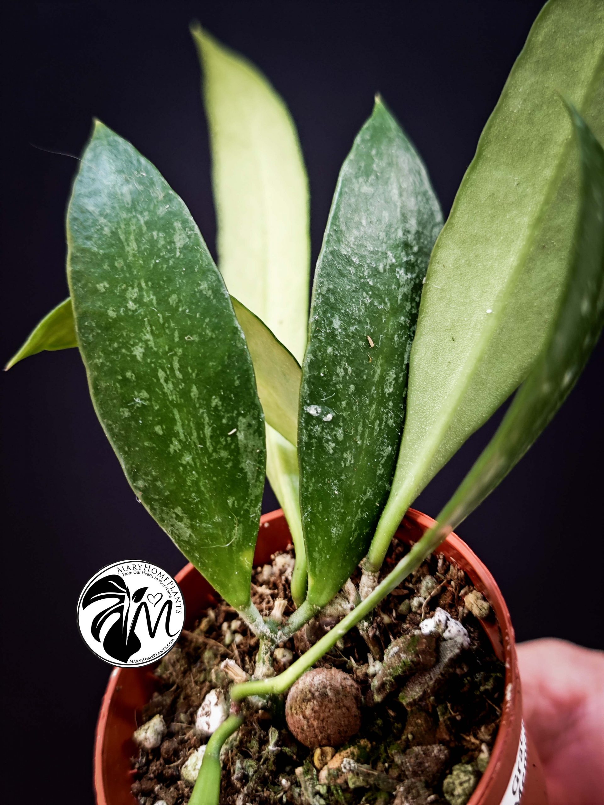 hoya obovata splash (copy)