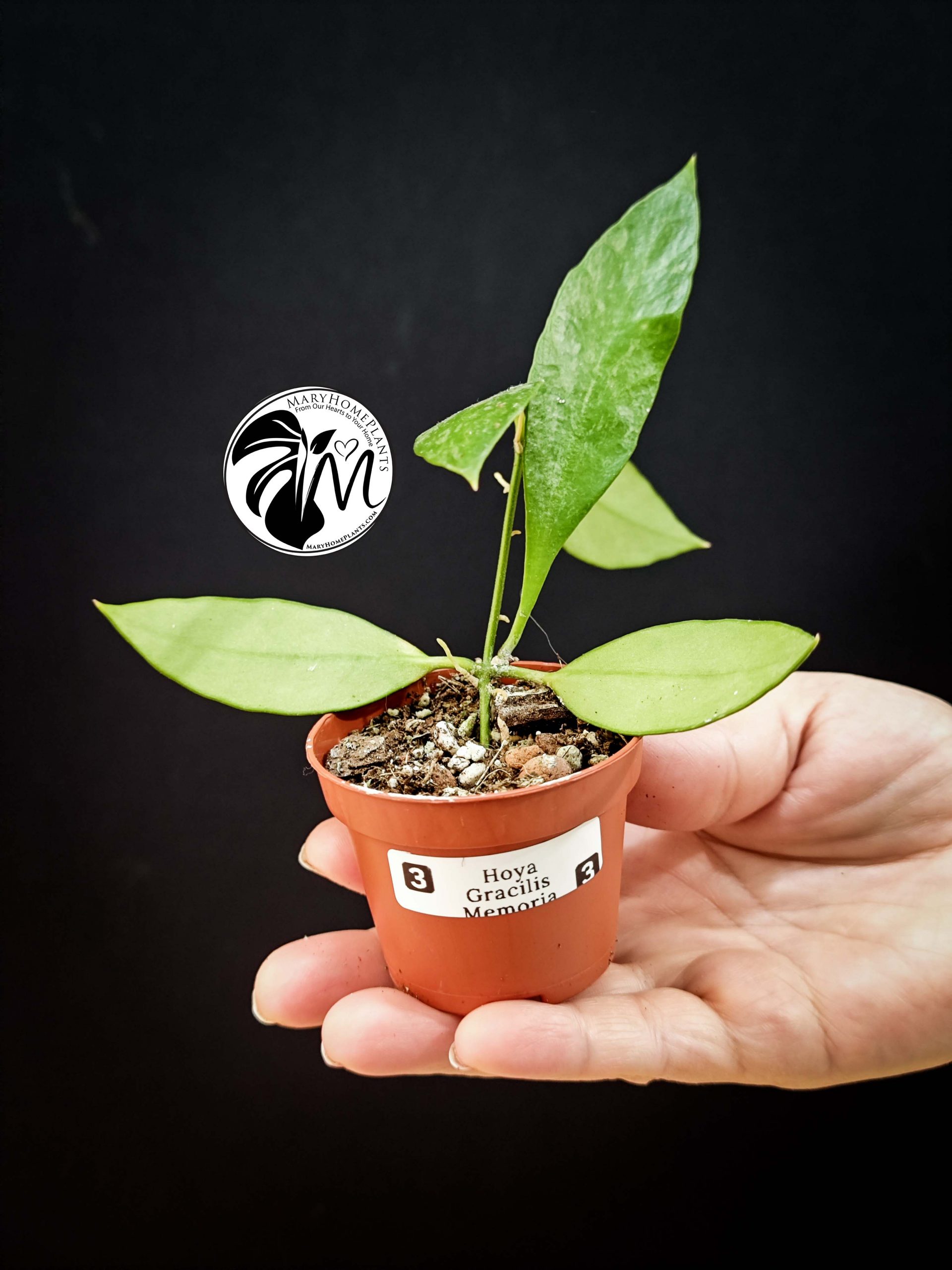 hoya gracilis memoria (copy)