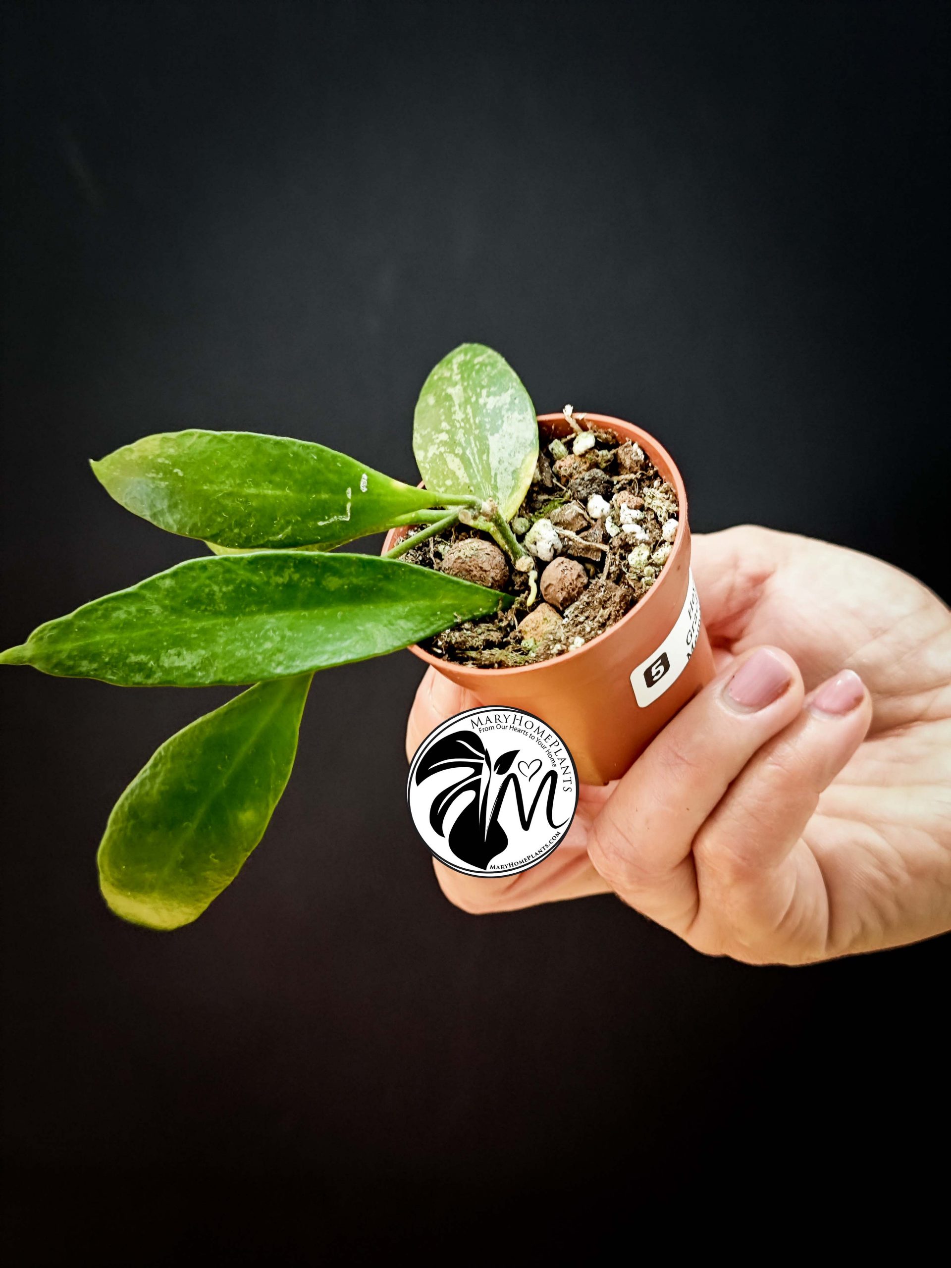 hoya gracilis memoria (copy)