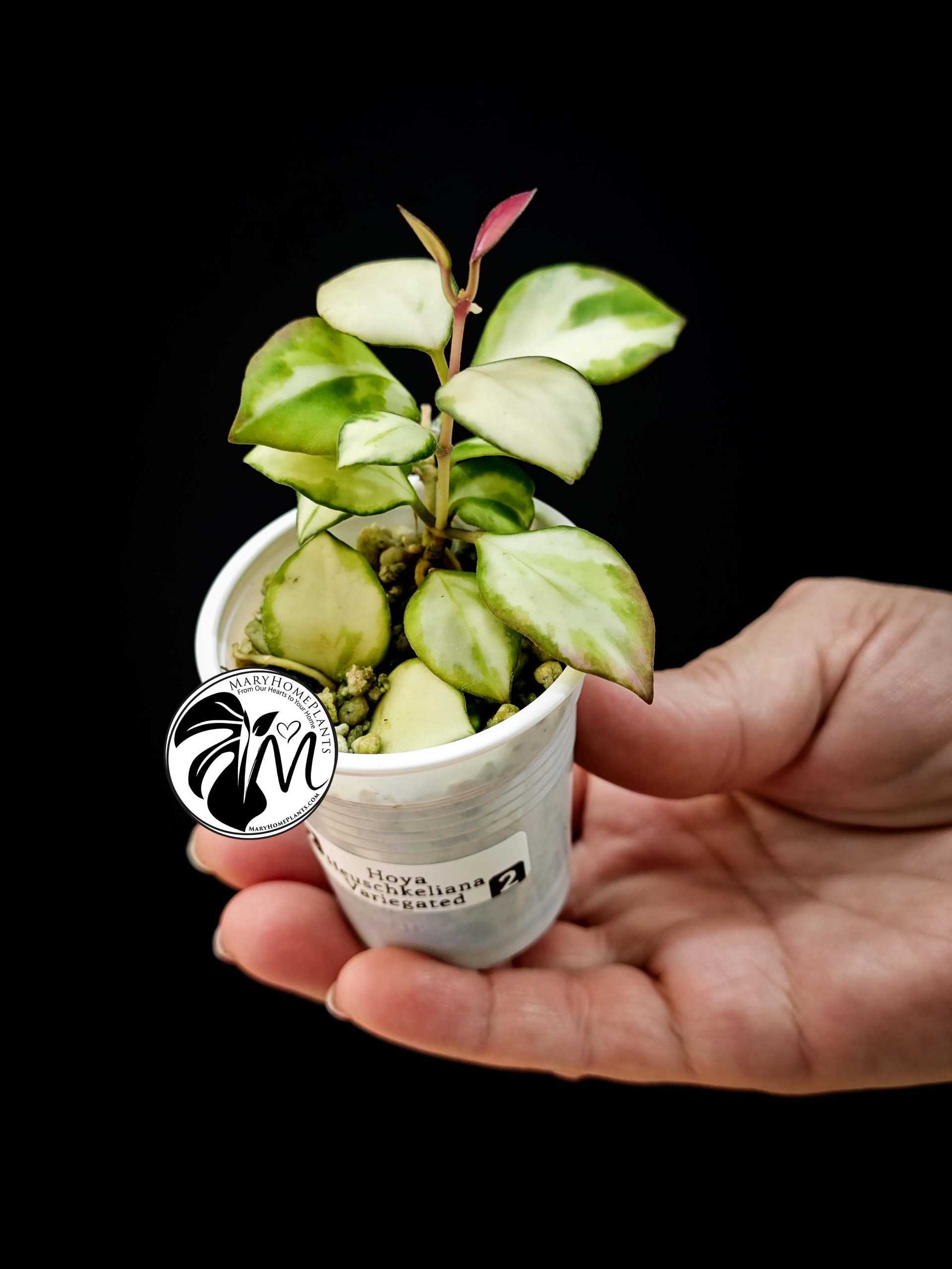 hoya heuschkeliana variegated